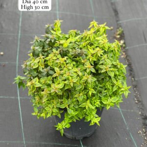 Abelia Grandiflora