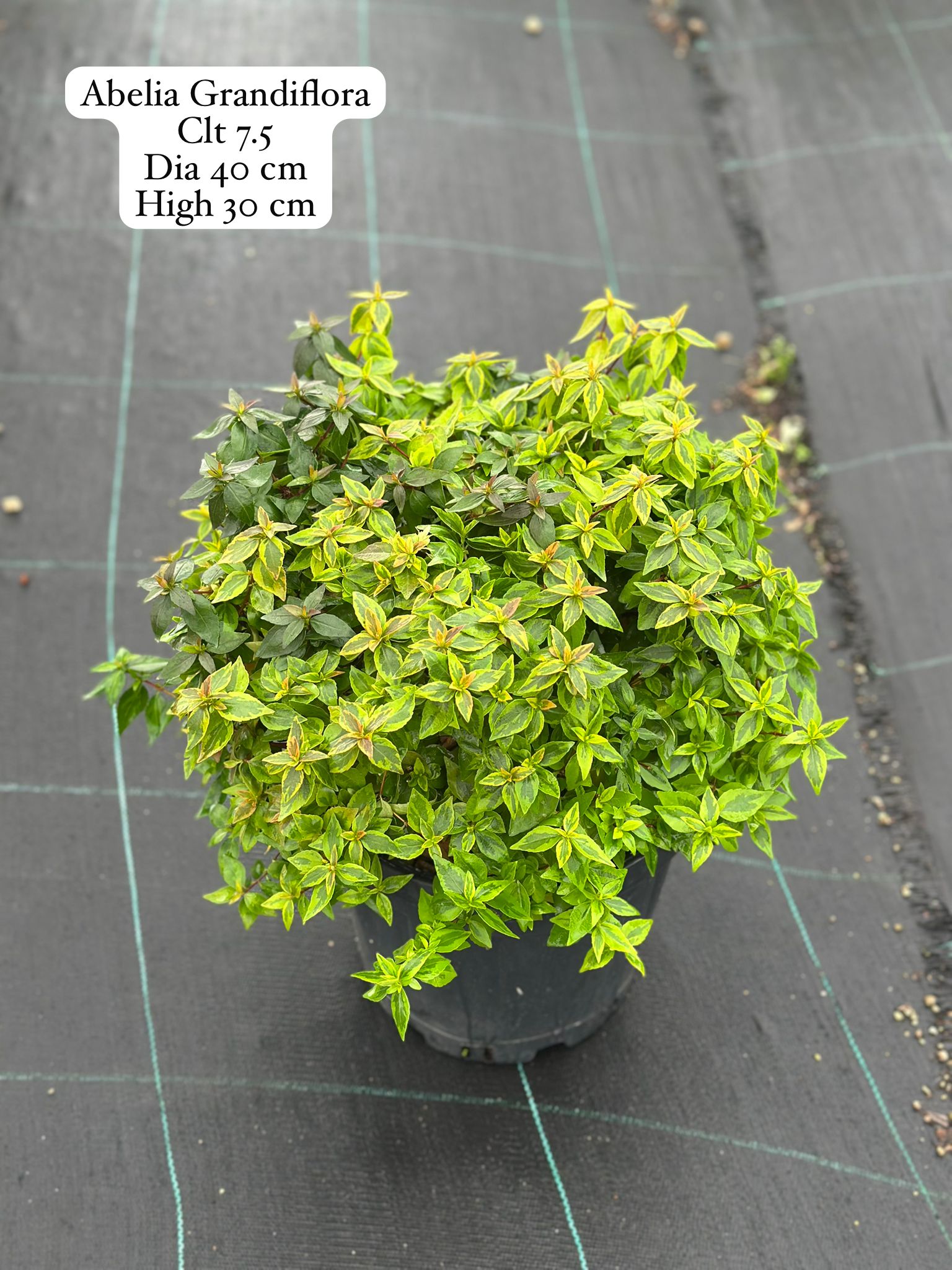 Abelia Grandiflora