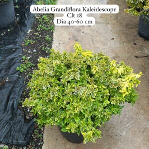 Abelia Grandiflora Kaleidoscope