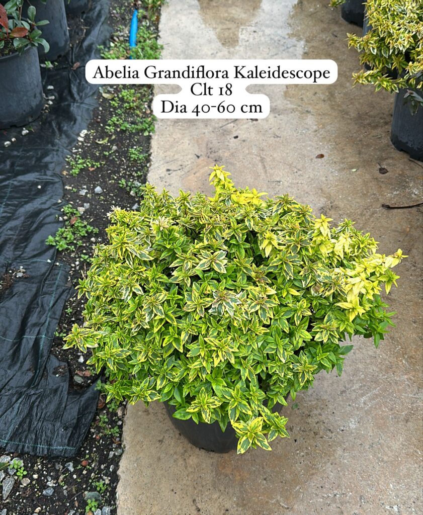 Abelia Grandiflora Kaleidoscope