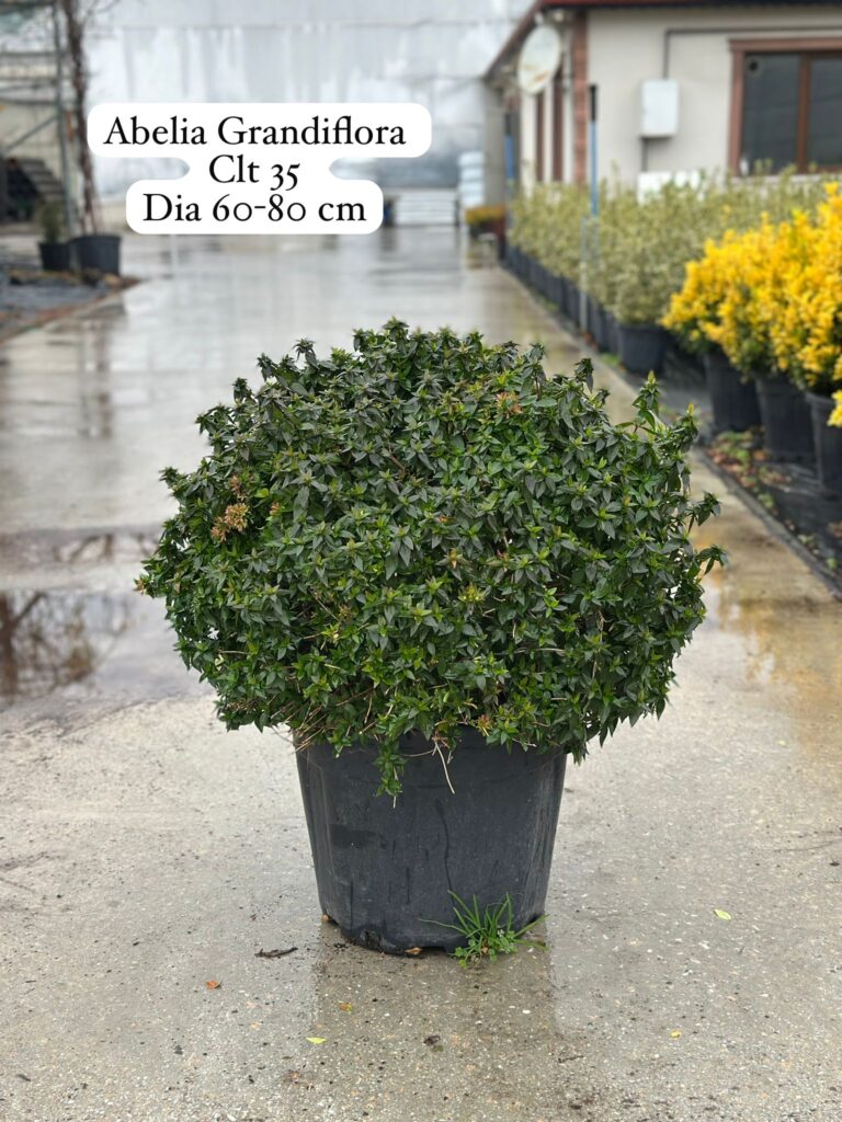 Abelia Grandiflora