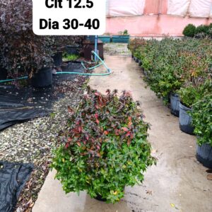 Abelia Grandiflora