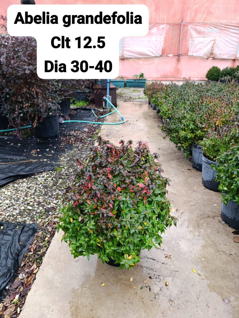 Abelia Grandiflora