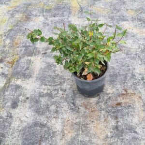 Abelia Grandiflora Prostrata