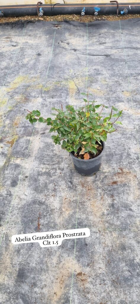 Abelia Grandiflora Prostrata