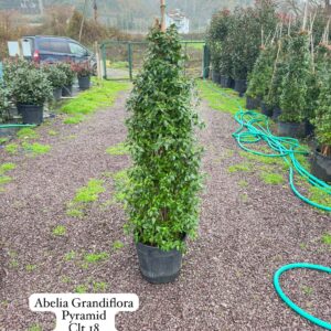 Abelia Grandiflora Pyramid