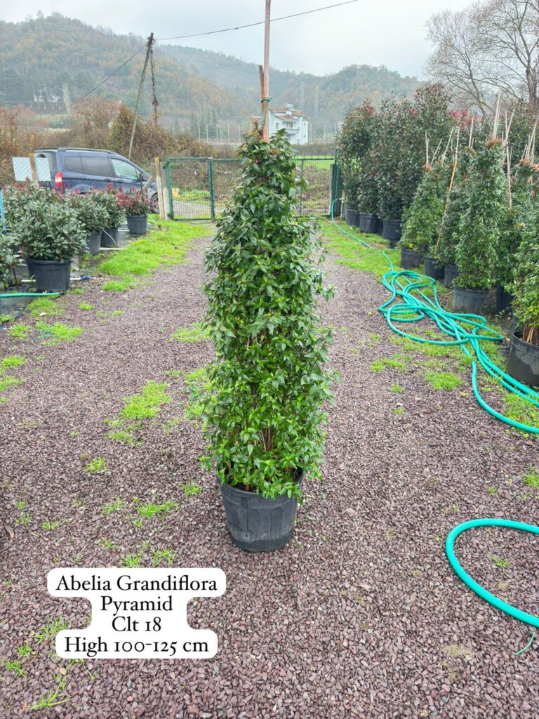 Abelia Grandiflora Pyramid
