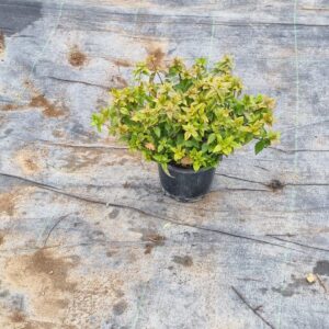 Abelia Kaleidoscope