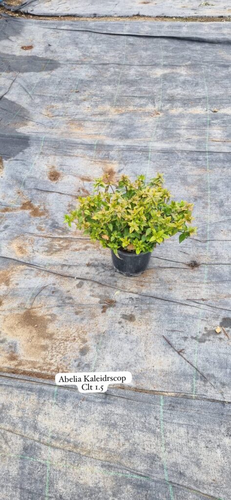 Abelia Kaleidoscope