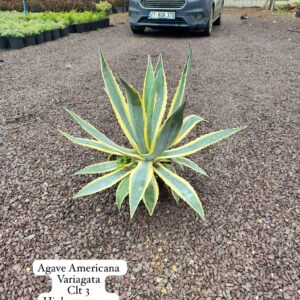 Agave Americana