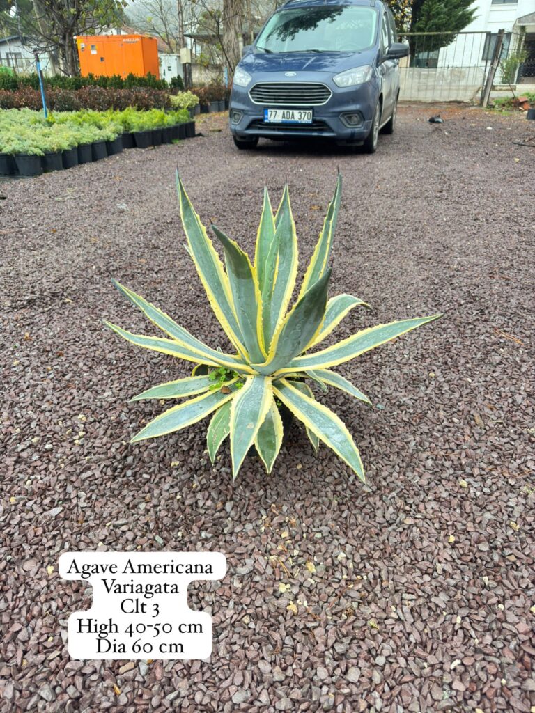 Agave Americana
