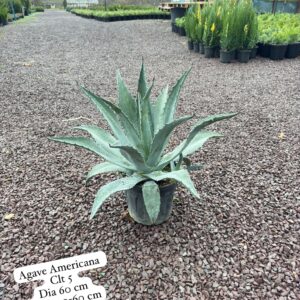 Agave Americana