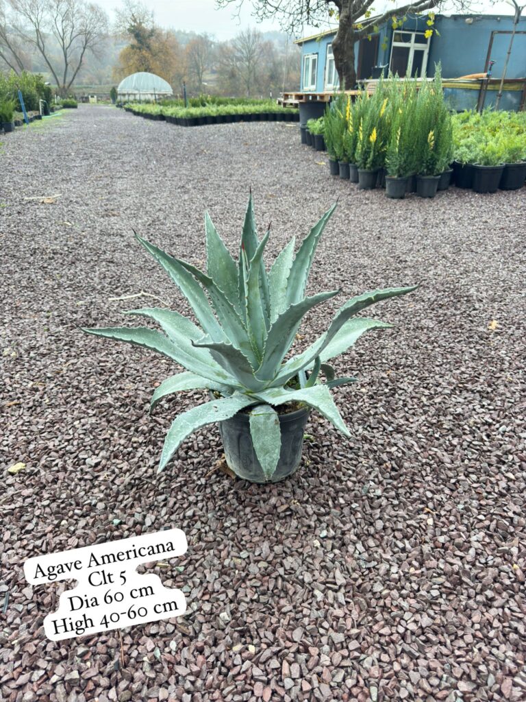 Agave Americana
