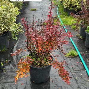 Berberis Thunbergii
