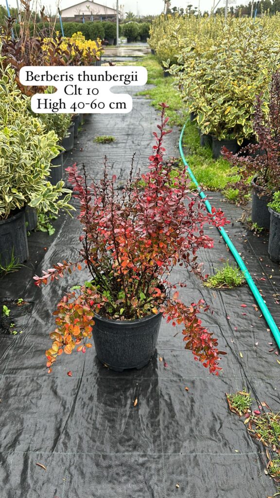 Berberis Thunbergii