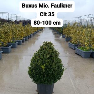 Buxus Microphyllus Faulkner