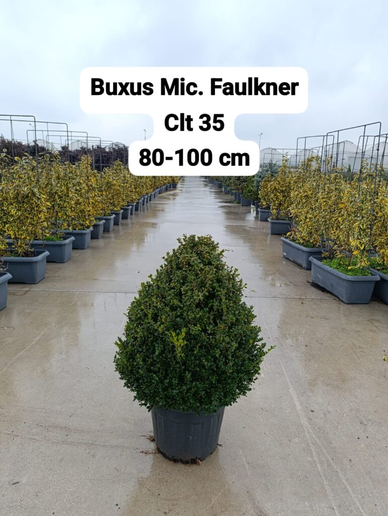 Buxus Microphyllus Faulkner