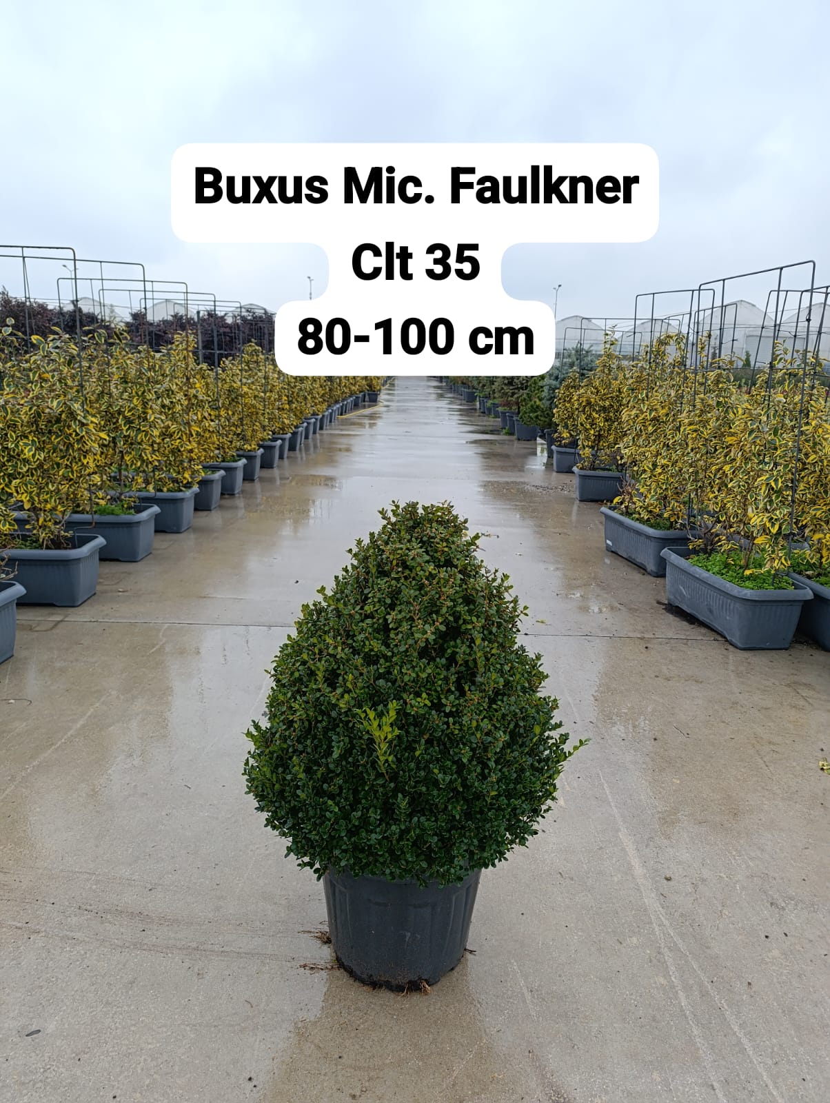 Buxus Microphyllus Faulkner