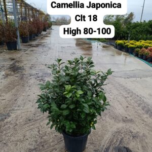 Camellia Japonica