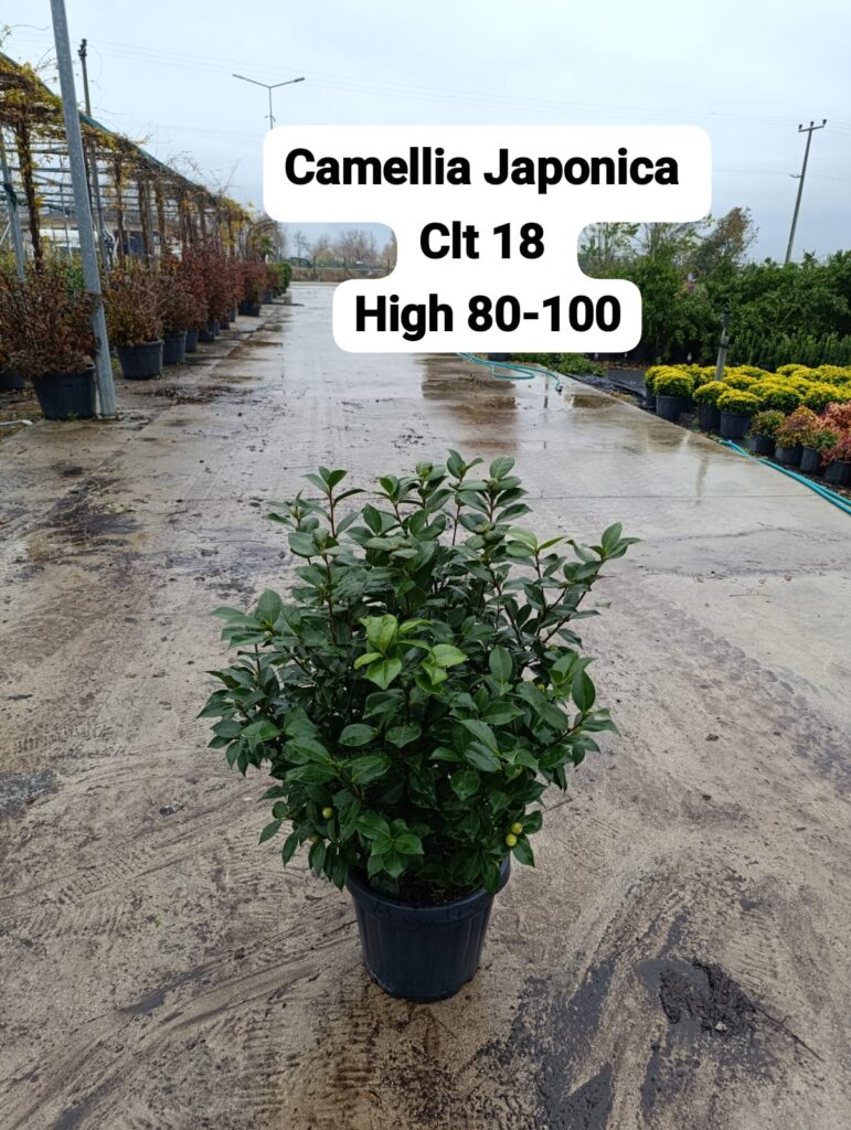 Camellia Japonica