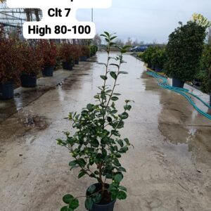 Camellia Japonica