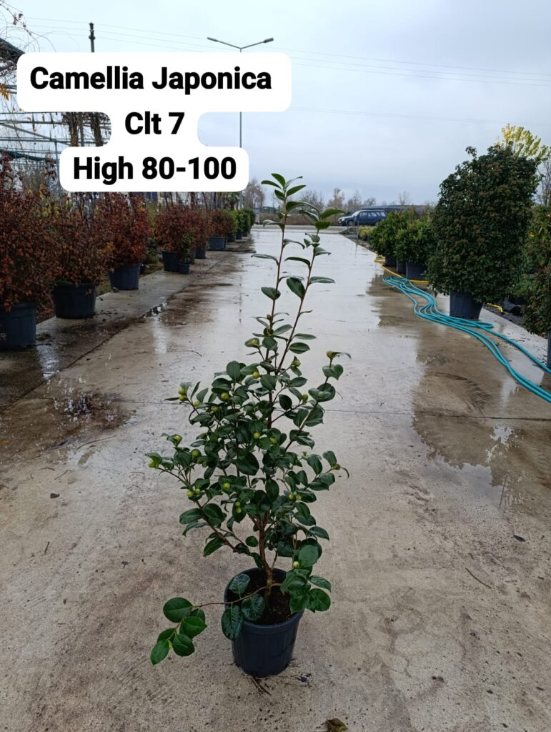 Camellia Japonica
