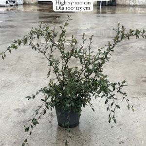 Cotoneaster Franchetii