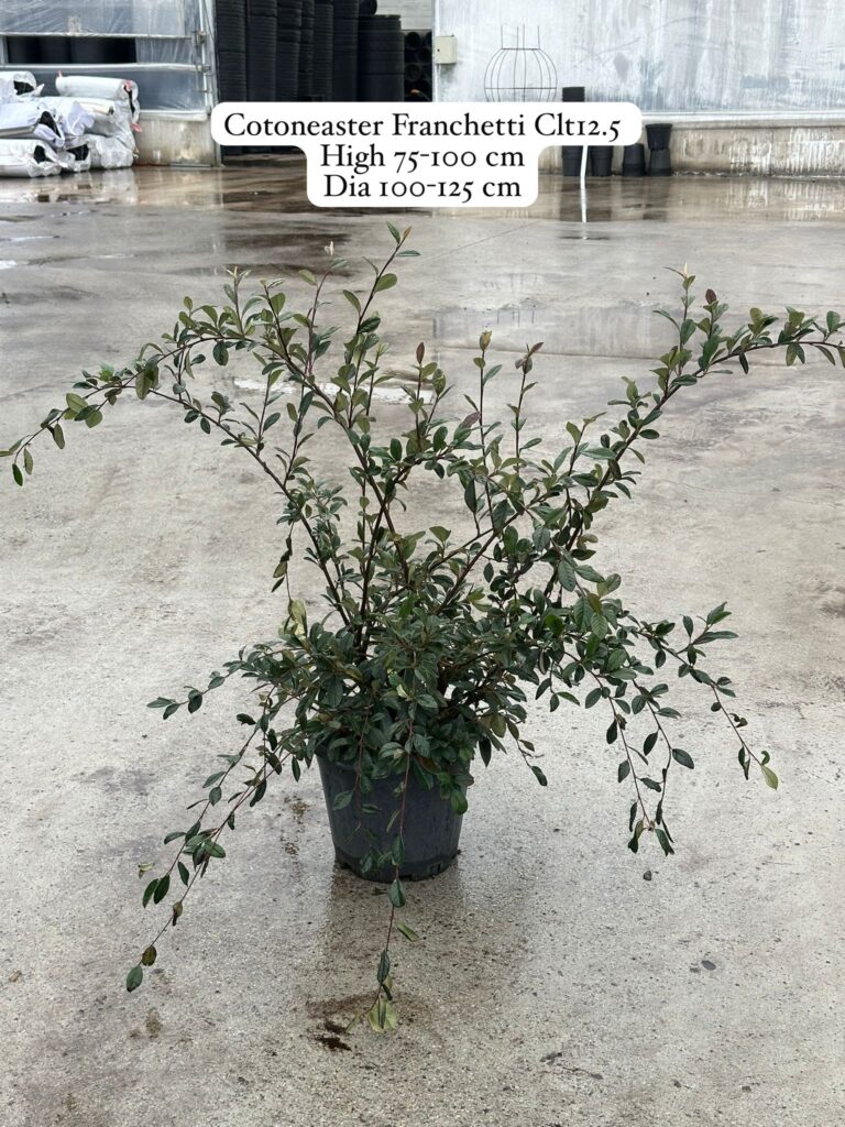 Cotoneaster Franchetii