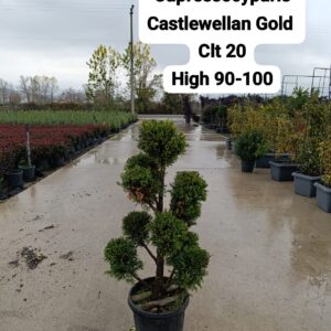 Cupressocyparis Castlewellan Gold