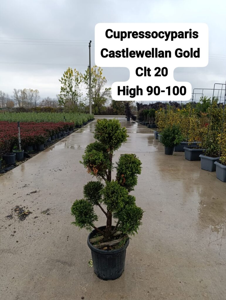 Cupressocyparis Castlewellan Gold