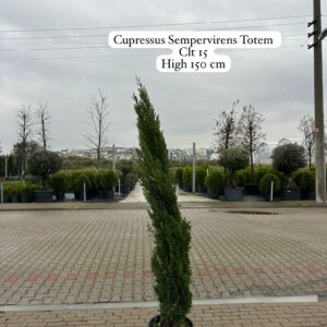 Cupressus Sempervirens Totem