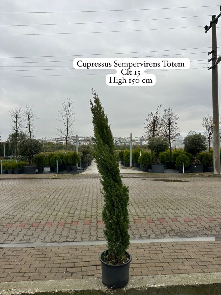 Cupressus Sempervirens Totem
