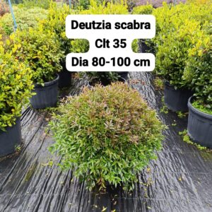 Deutzia Scabra