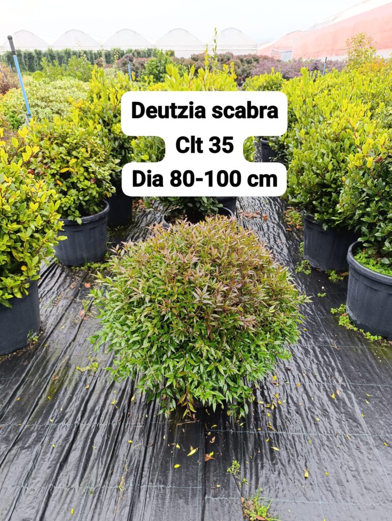 Deutzia Scabra