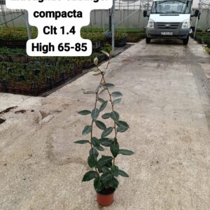 Elaeagnus Ebbingei Compacta