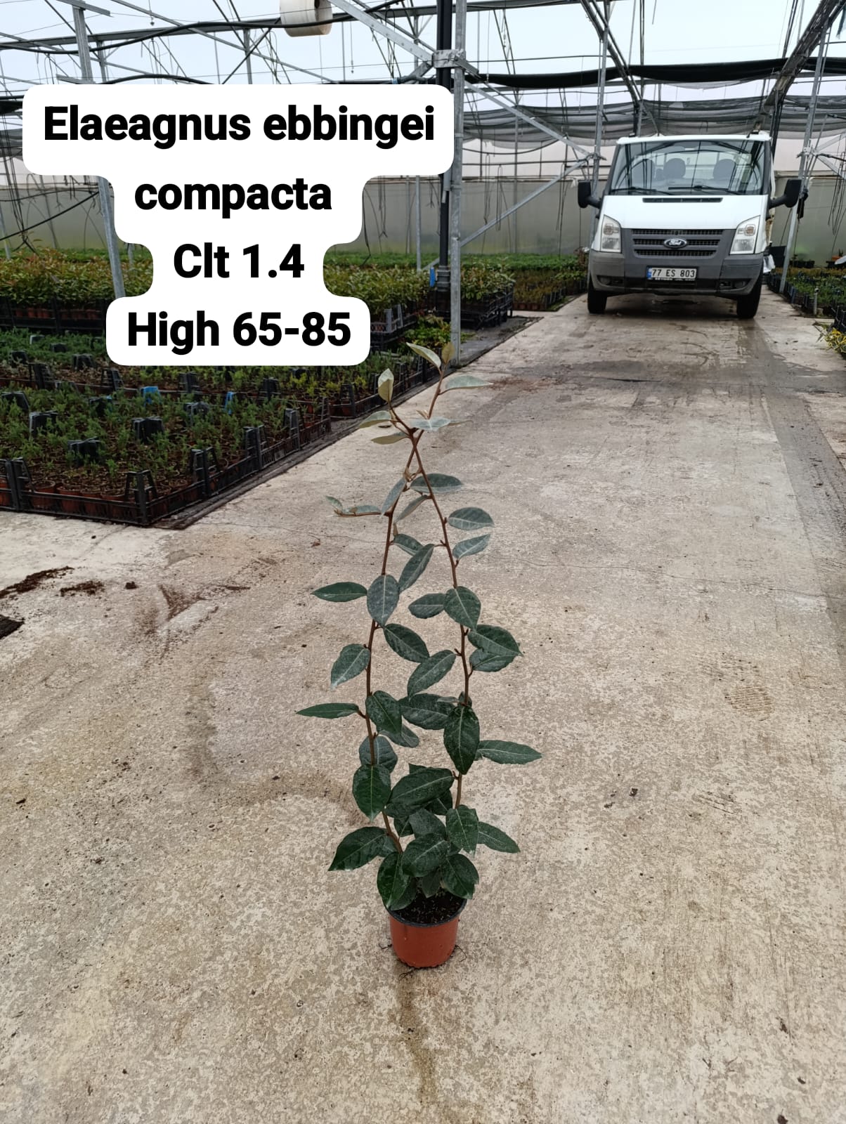 Elaeagnus Ebbingei Compacta