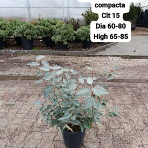Elaeagnus Ebbingei Compacta