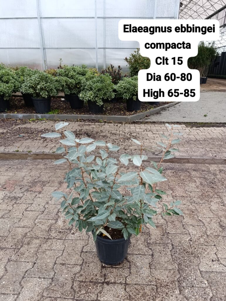 Elaeagnus Ebbingei Compacta