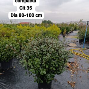 Elaeagnus Ebbingei Compacta