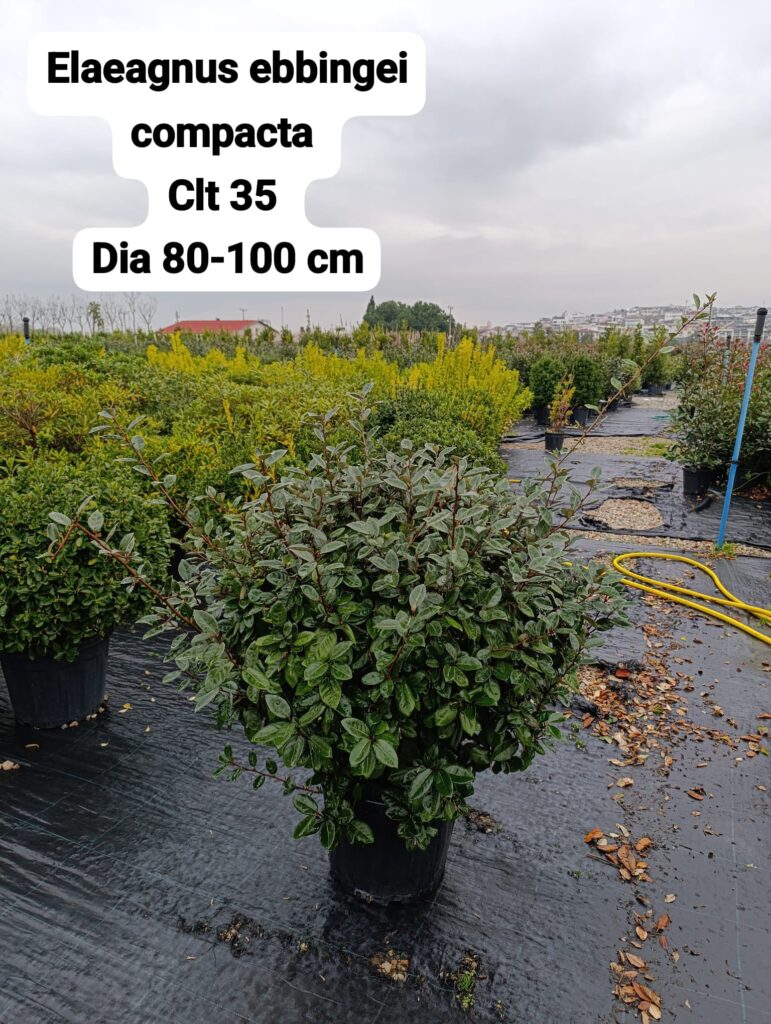 Elaeagnus Ebbingei Compacta