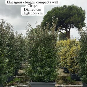 Elaeagnus Ebbingei Compacta Wall
