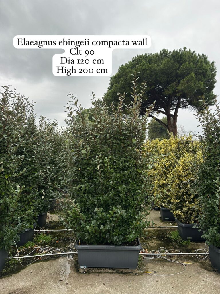 Elaeagnus Ebbingei Compacta Wall