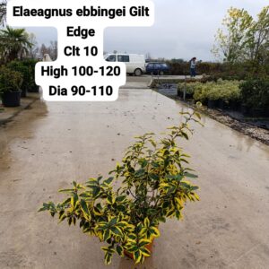 Elaeagnus Ebbingei Gilt Edge