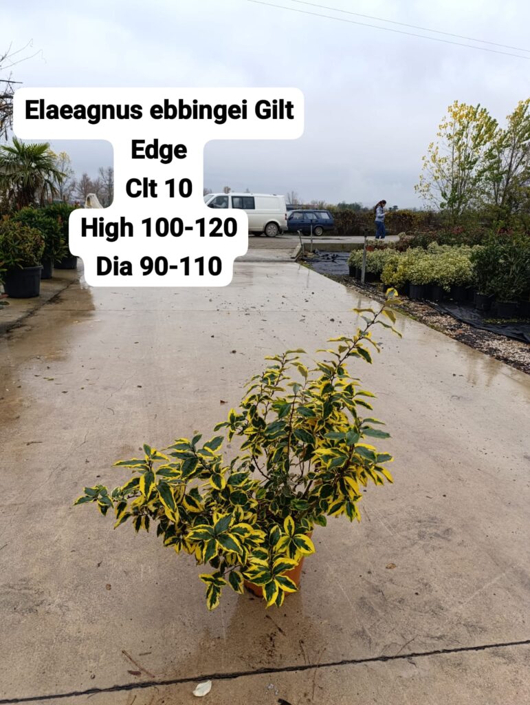 Elaeagnus Ebbingei Gilt Edge