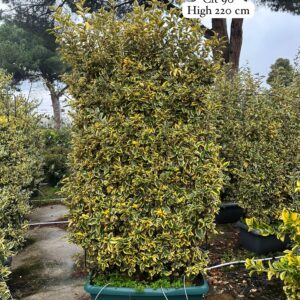 Elaeagnus Ebbingei Gilt Edge