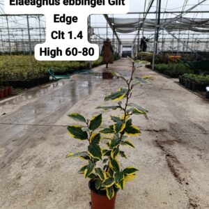 Elaeagnus Ebbingei Gilt Edge