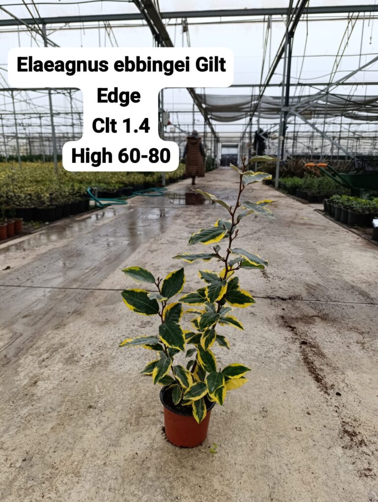 Elaeagnus Ebbingei Gilt Edge