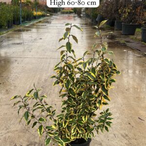 Elaeagnus Ebbingei Gilt Edge