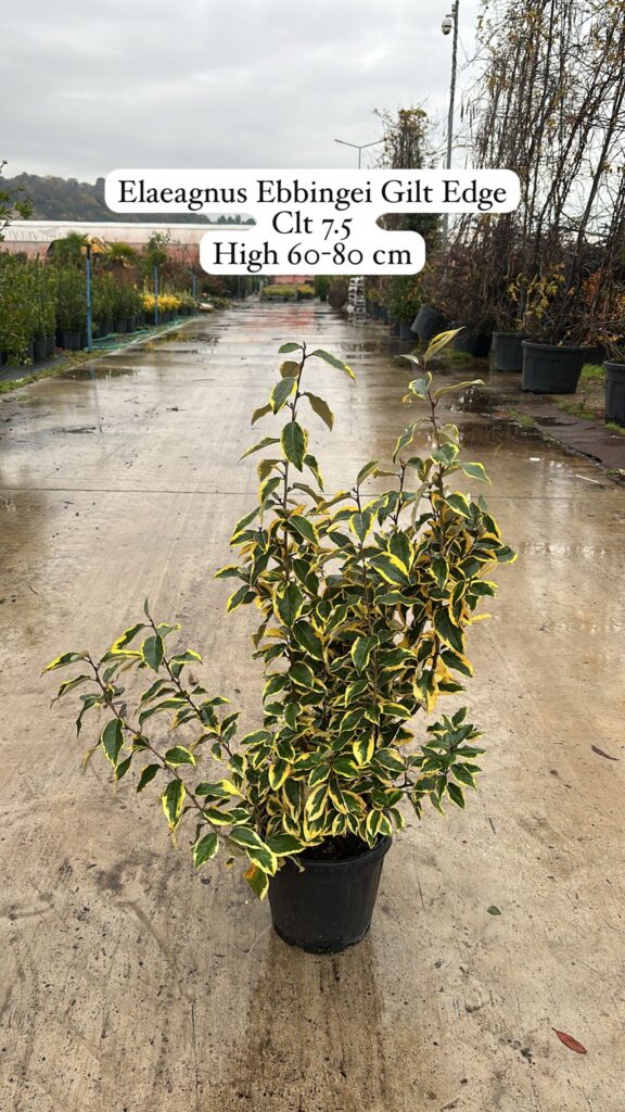 Elaeagnus Ebbingei Gilt Edge
