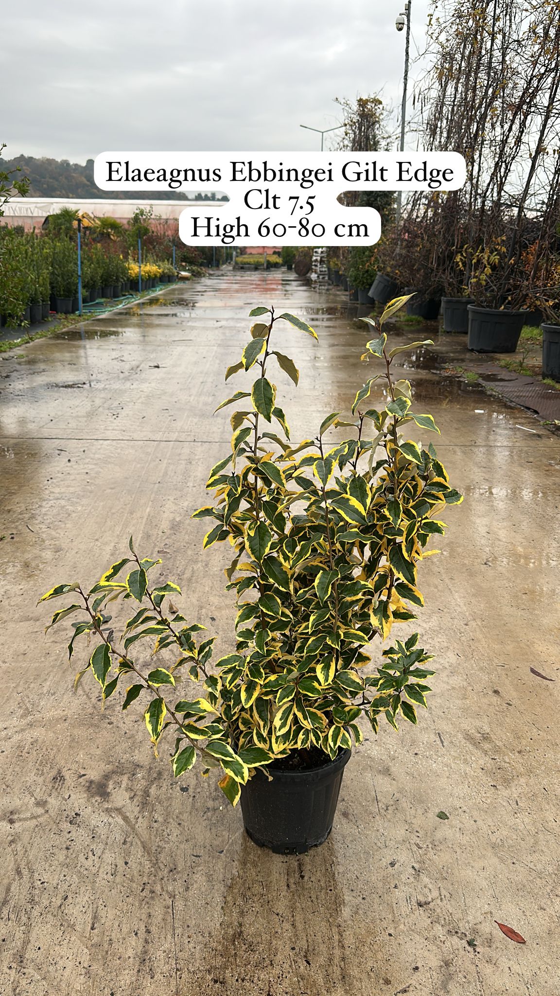 Elaeagnus Ebbingei Gilt Edge